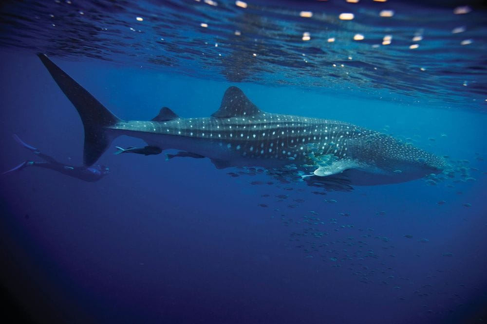 Western Australia