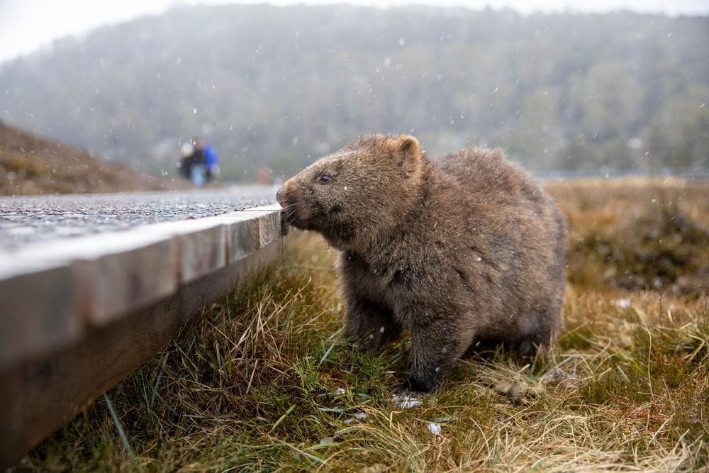 Tasmania