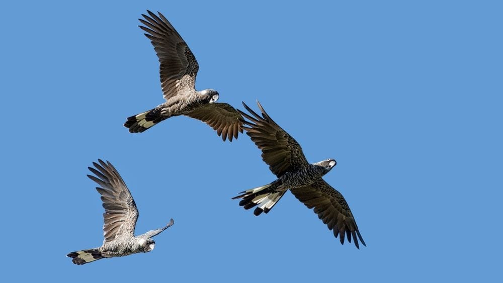 Endemic Birds of Southwest WA