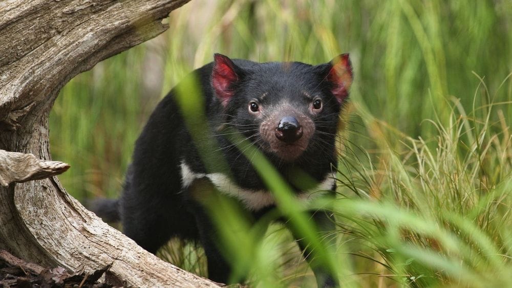 Tasmanian Highlights: Devils, Wombats and World Heritage
