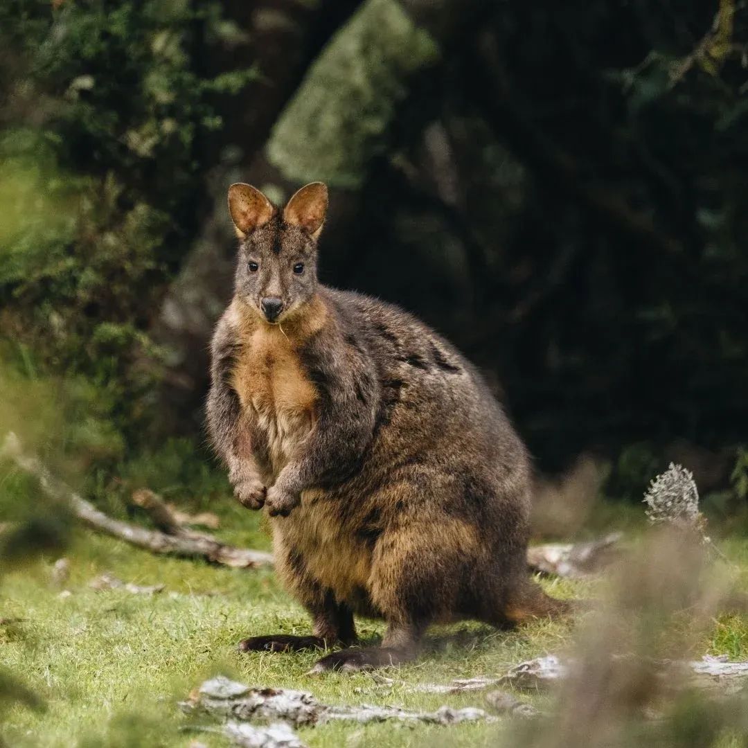 Final Bruny Birding, Gould's Lagoon & Return to Hobart