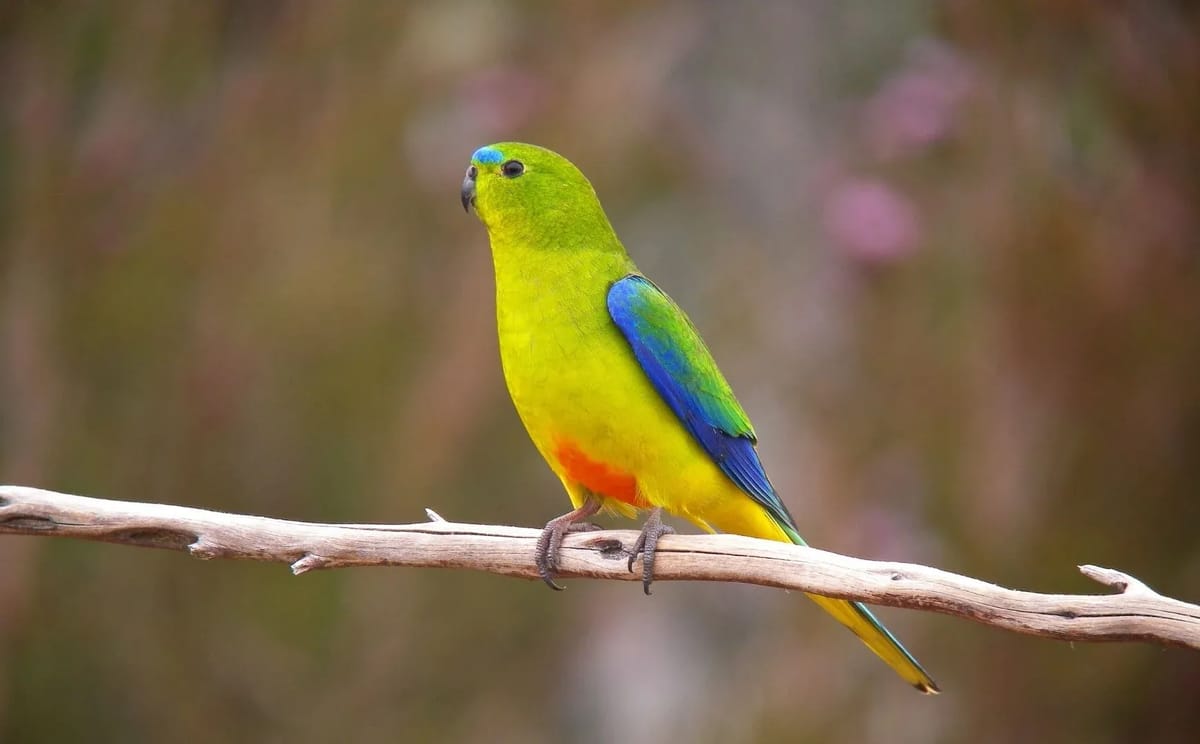 Endemic Birds of Tasmania