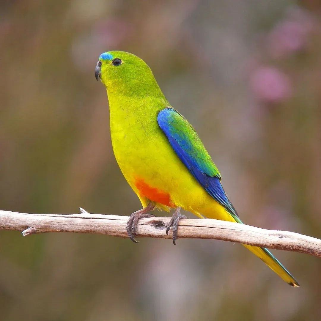 Scenic Flight to Melaleuca & the Orange-bellied Parrot