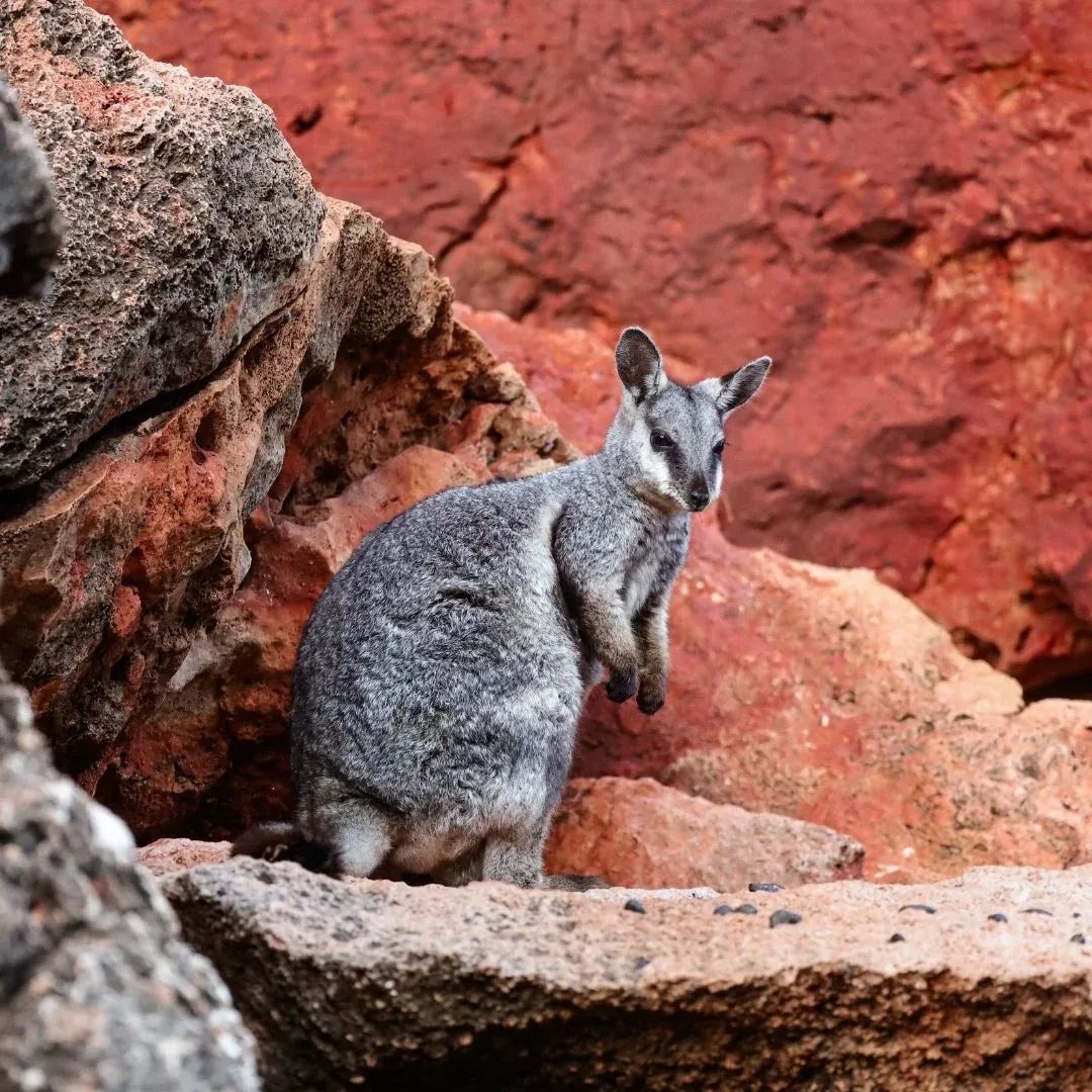 Cape Range National Park (East) & Canyon Walks