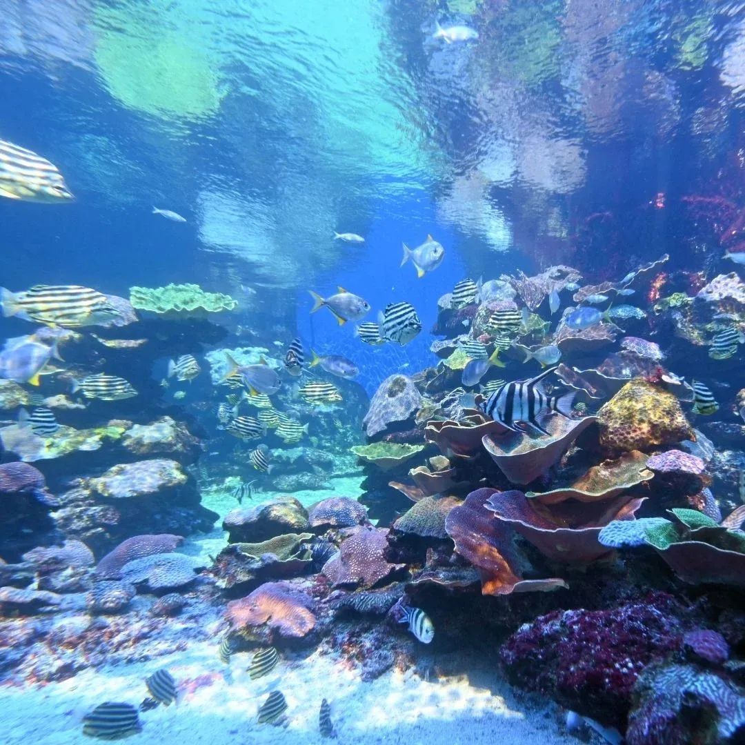 Ningaloo Coast & Cape Range (West) Revisited