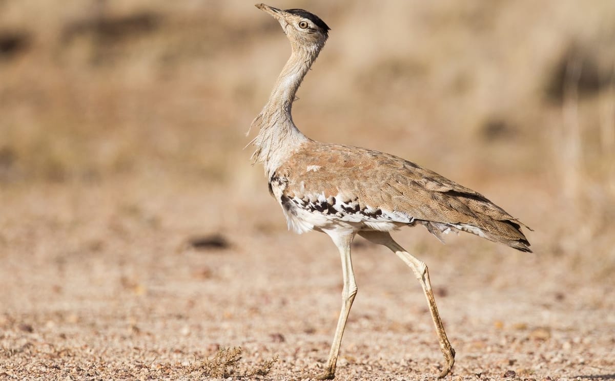 Gluepot Reserve & Bowra Sanctuary Birding Safari 