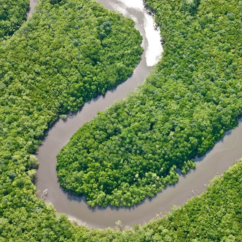 Daintree River Pre-Dawn Cruise & Mount Lewis