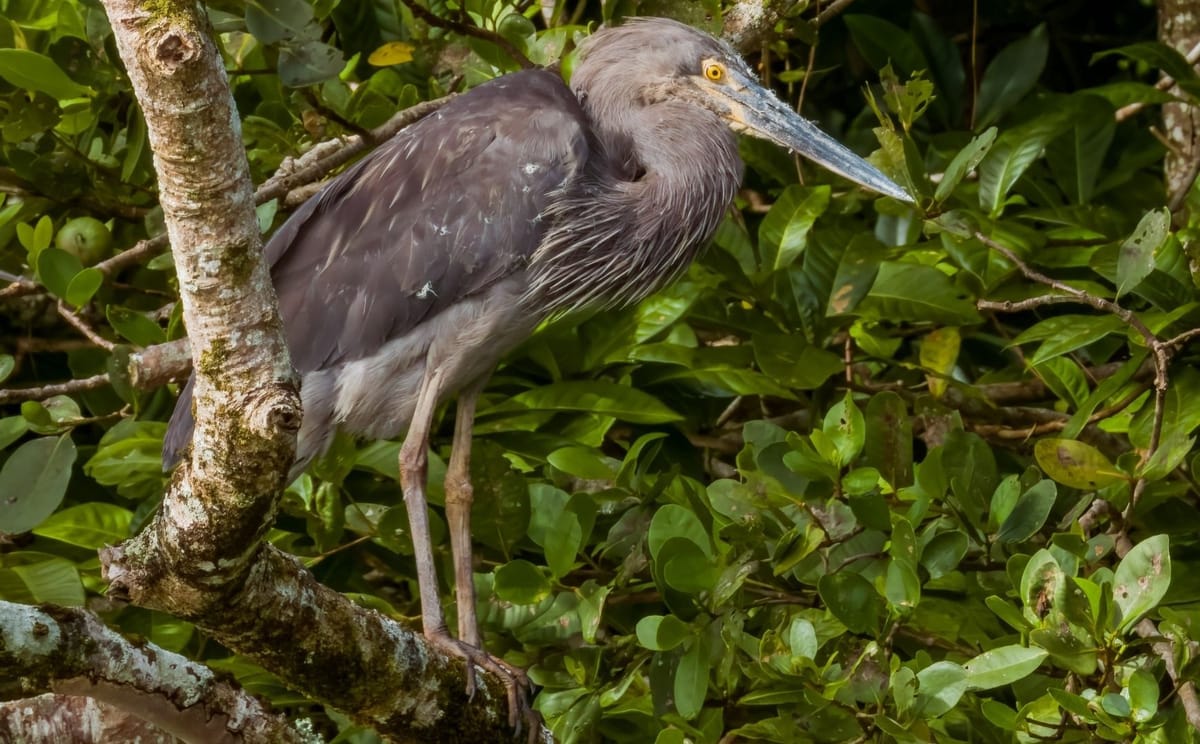 Tropical Birding in North Queensland