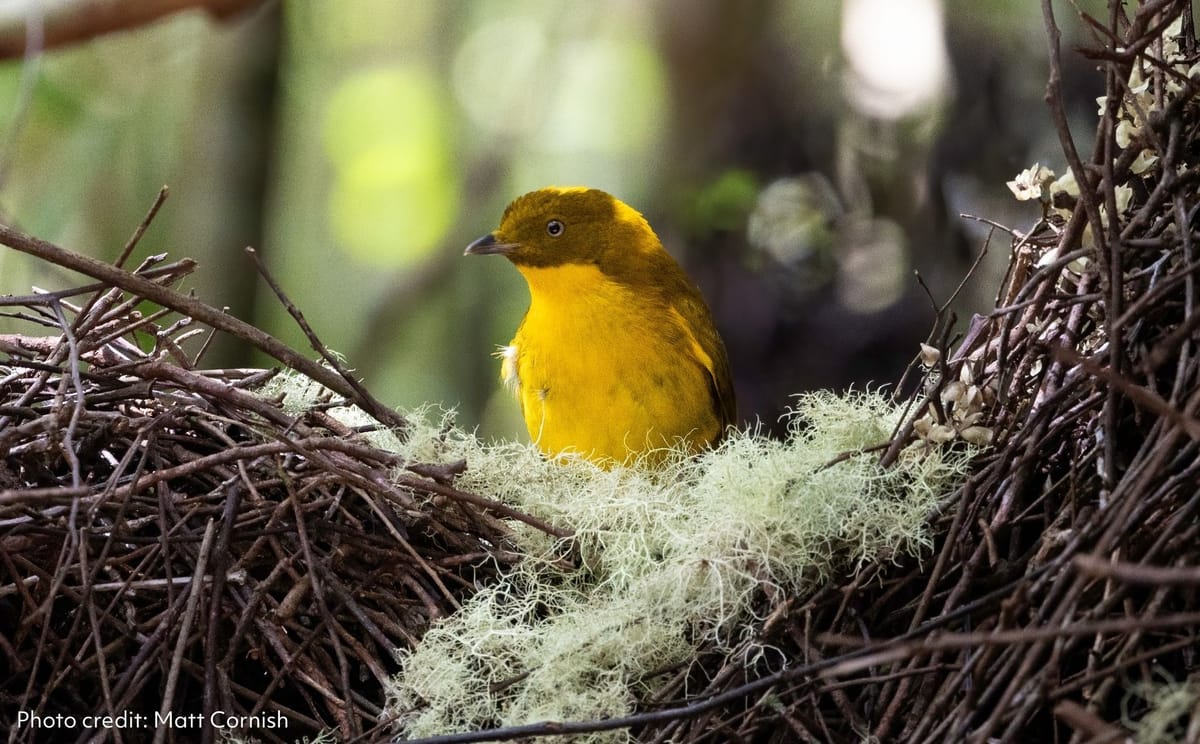 Tropical Birding in North Queensland