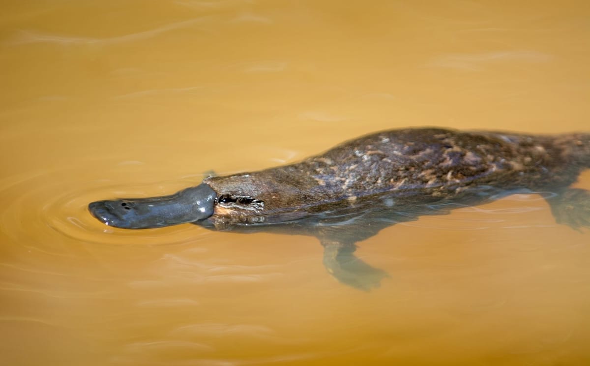 Tropical Birding in North Queensland