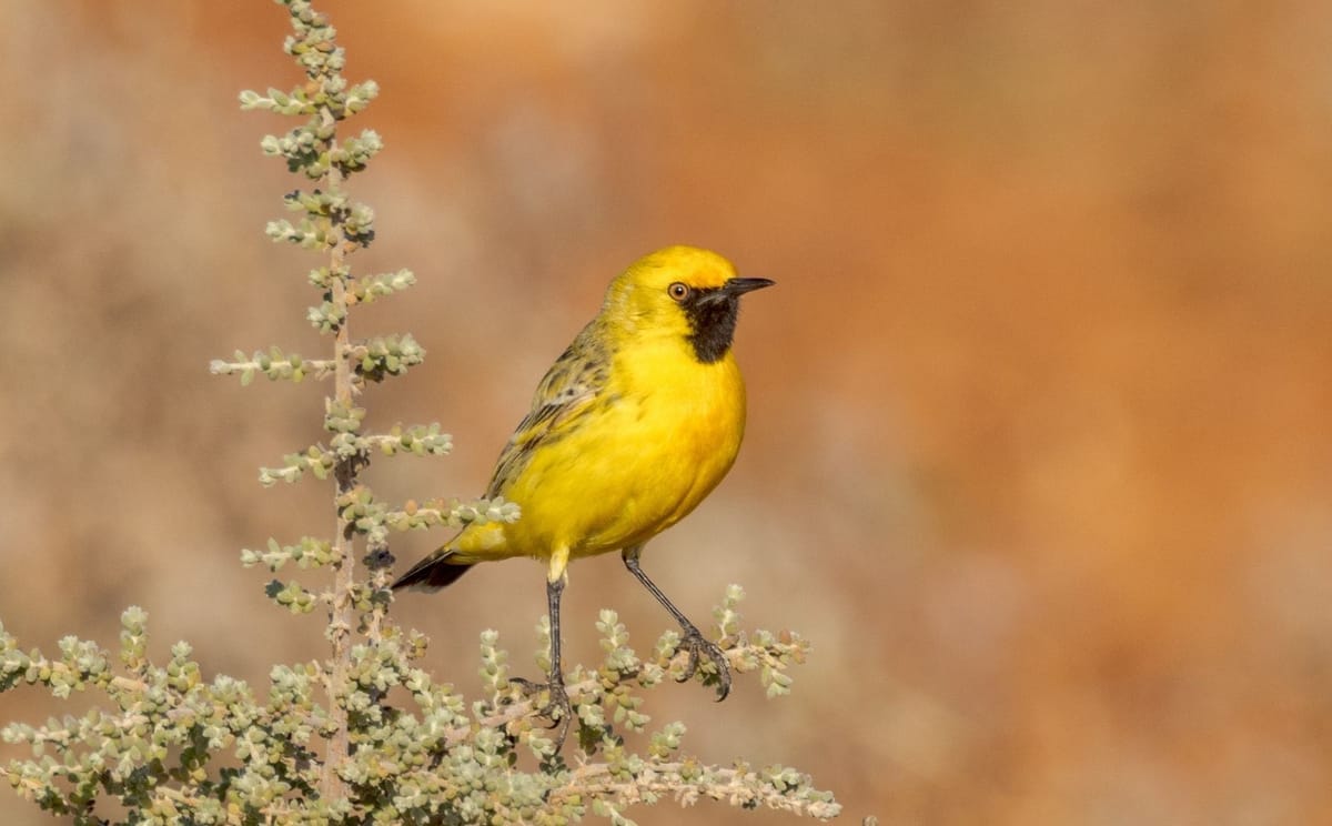 Gluepot Reserve & Bowra Sanctuary Birding Safari 