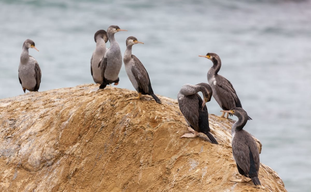South Island Birding: Toroa to Kea