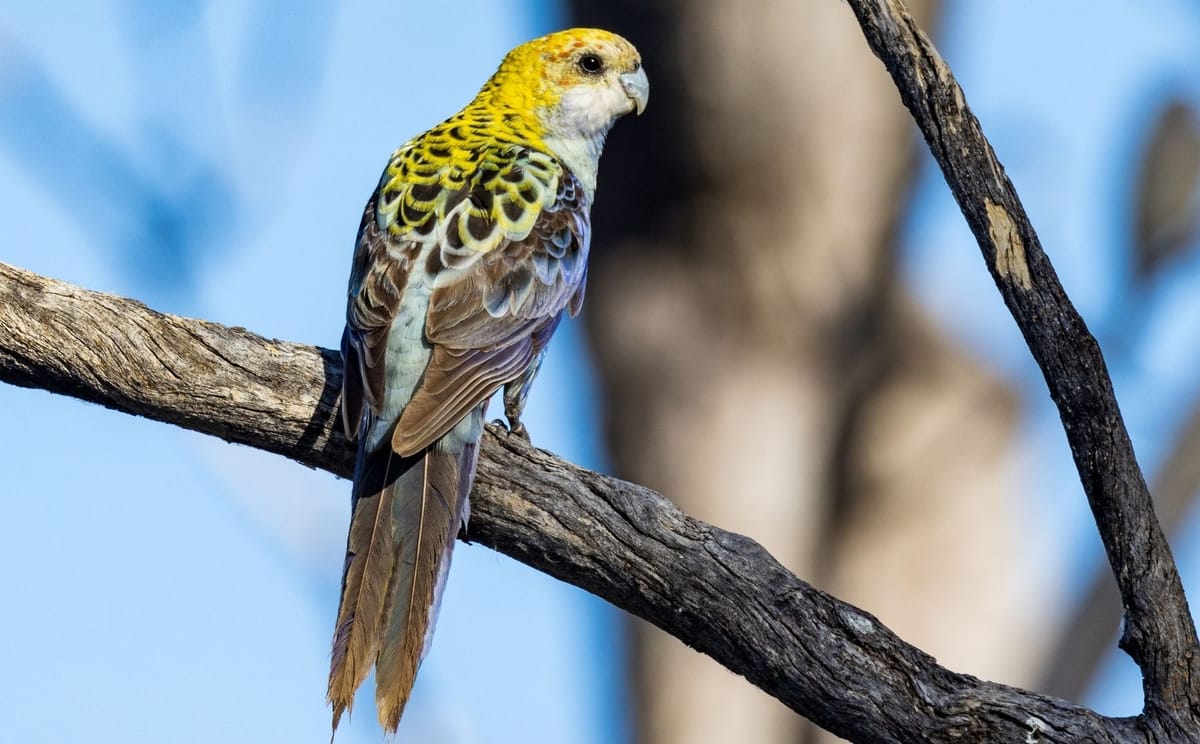 Cape York Birdwatching Safari
