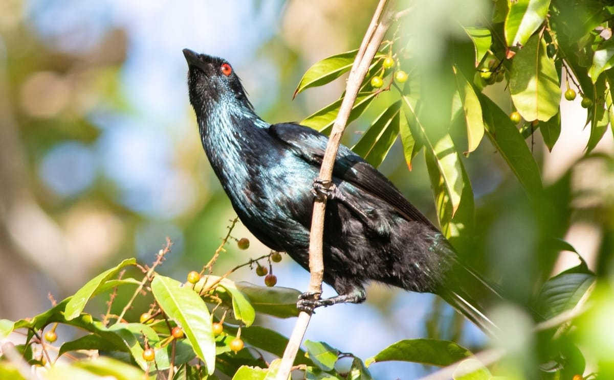 Cape York Birdwatching Safari
