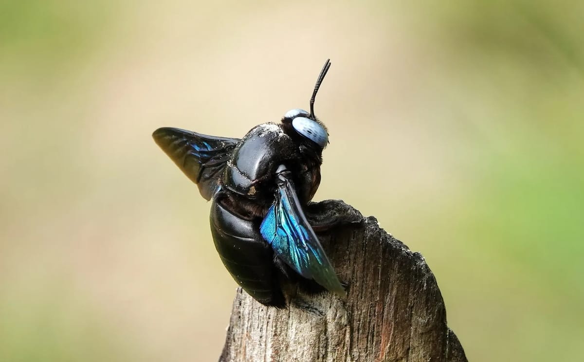Endangered green carpenter bee