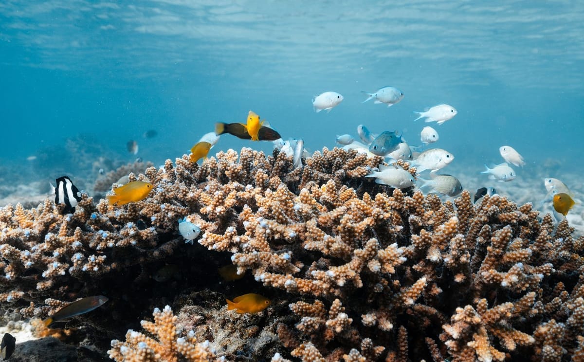 Turtle Conservation of the Southern Great Barrier Reef