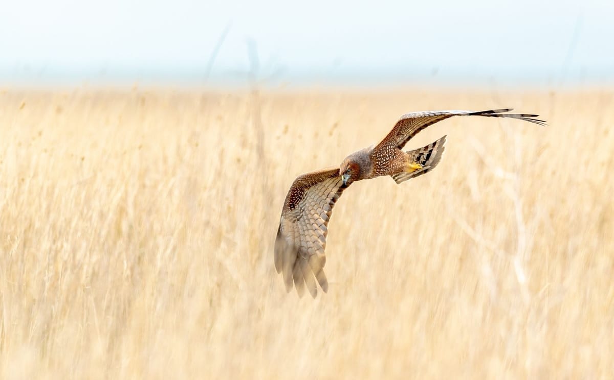 Gluepot Reserve & Bowra Sanctuary Birding Safari 