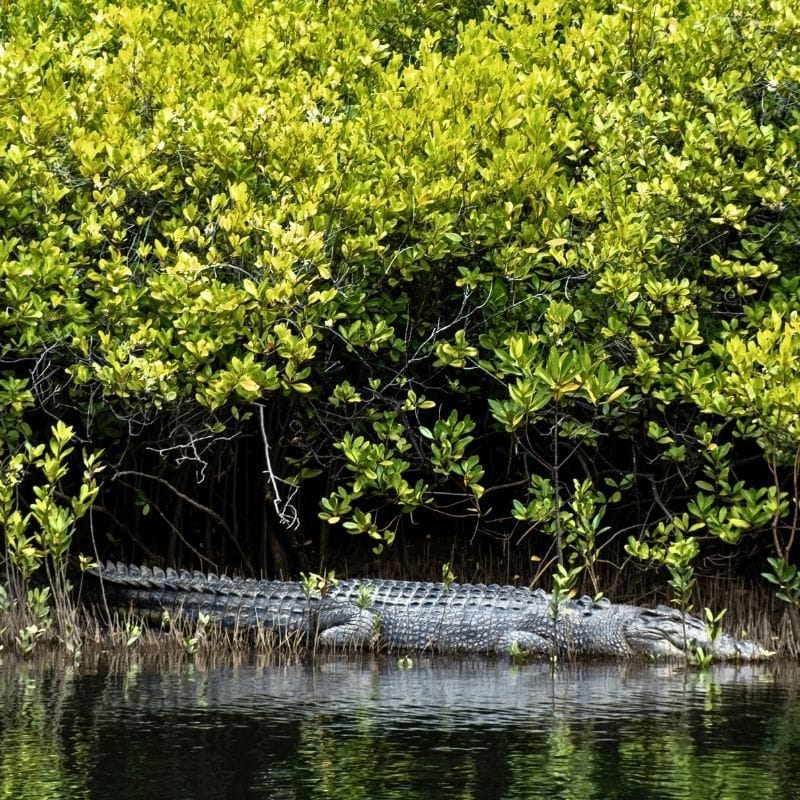  Daintree River Cruise and Journey to the Atherton Tablelands