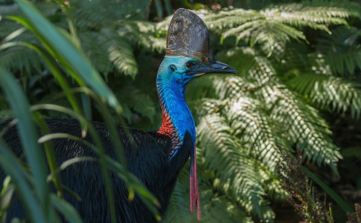 Daintree Nature & Wildlife Safari
