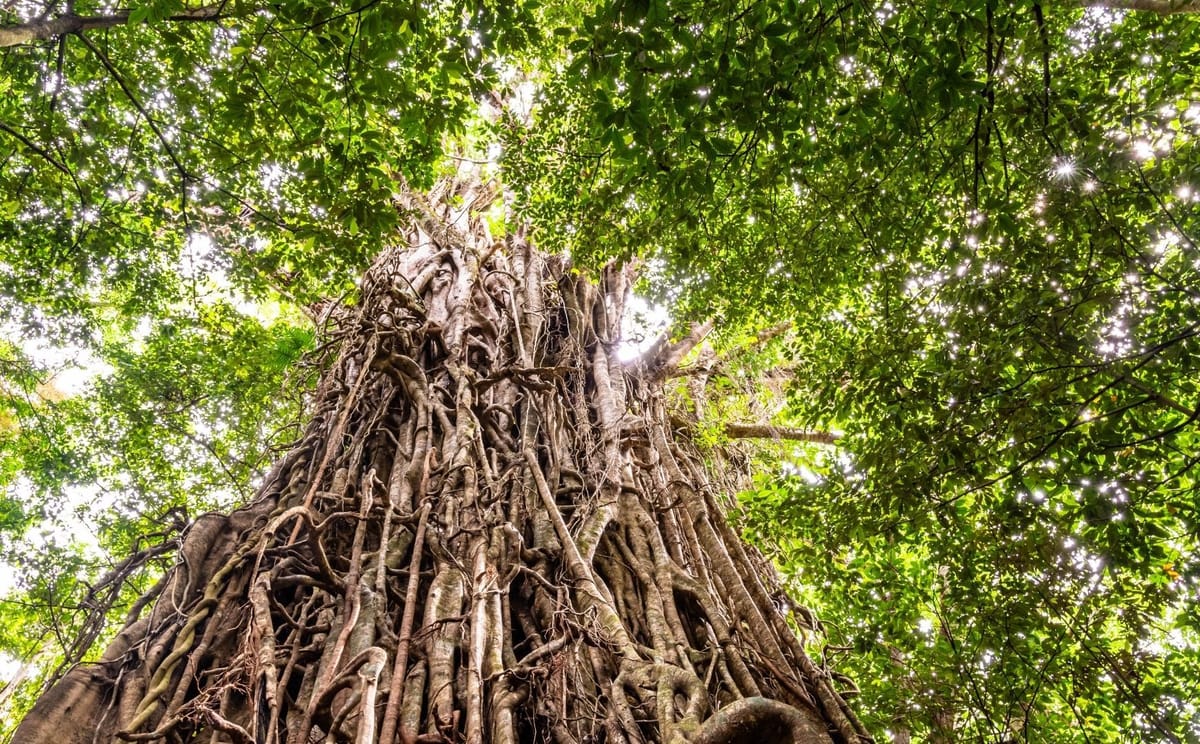 Daintree Nature & Wildlife Safari