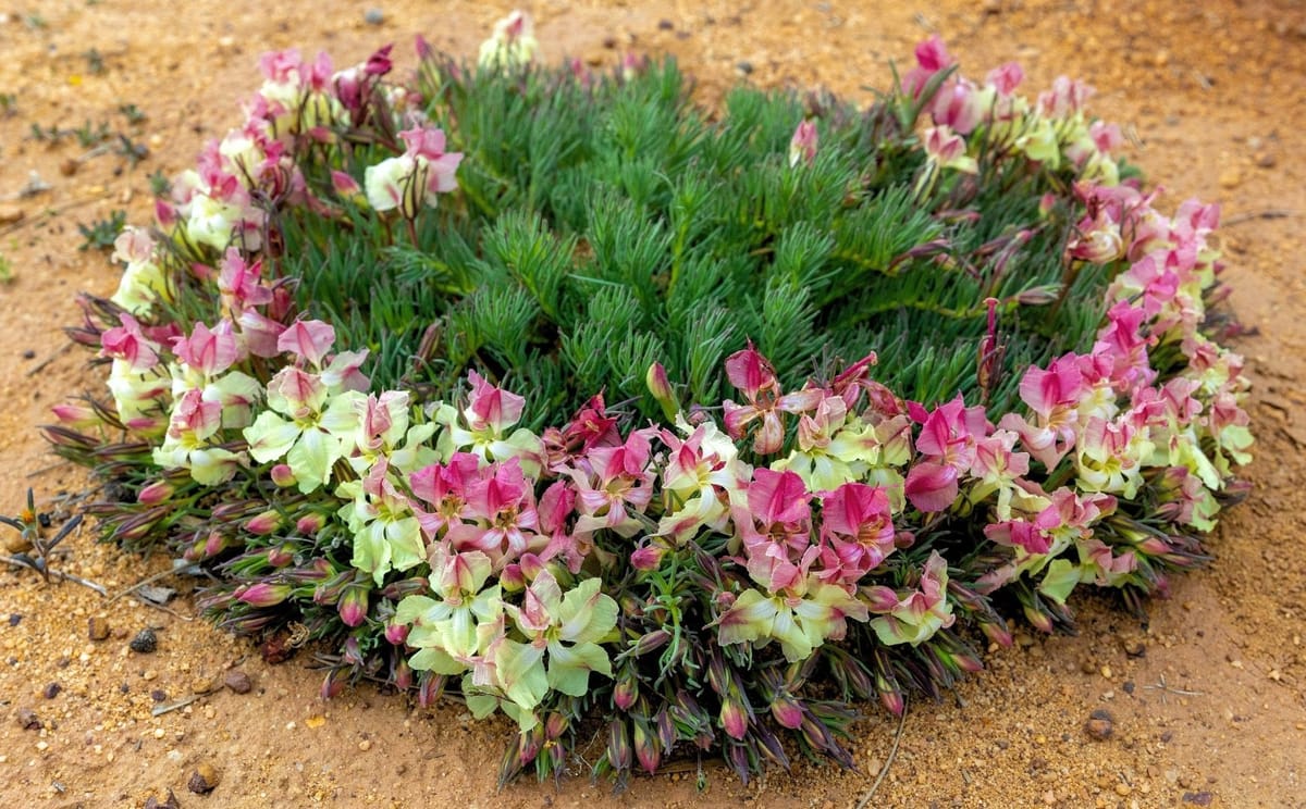 Wreath Flowers growing beside Western Australian road