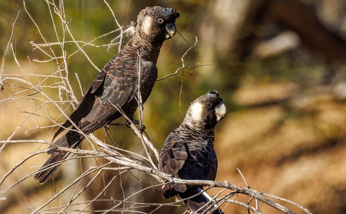 Carnaby's Black Cockatoos