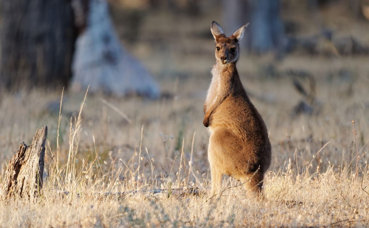 Western Grey Kangaroo - Macropus Fuliginosus Also Giant or Black-Faced or Mallee Kangaroo or Sooty Kangaroo, Large Common Kangaroo from Southern Part of Australia, in Bushes