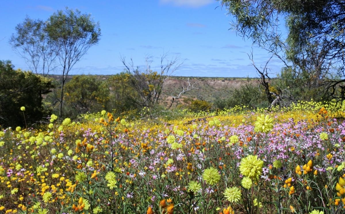 Farewell Geraldton (Jambinu)