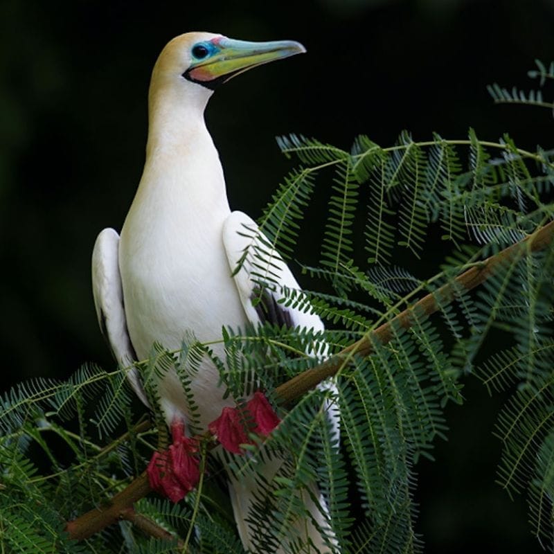 Orientation, Island Ecology & Endemic Birds