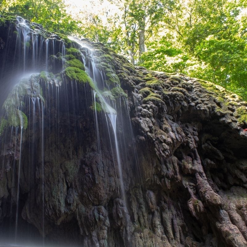 Ancient Forest, Waterfalls & Native Reptiles