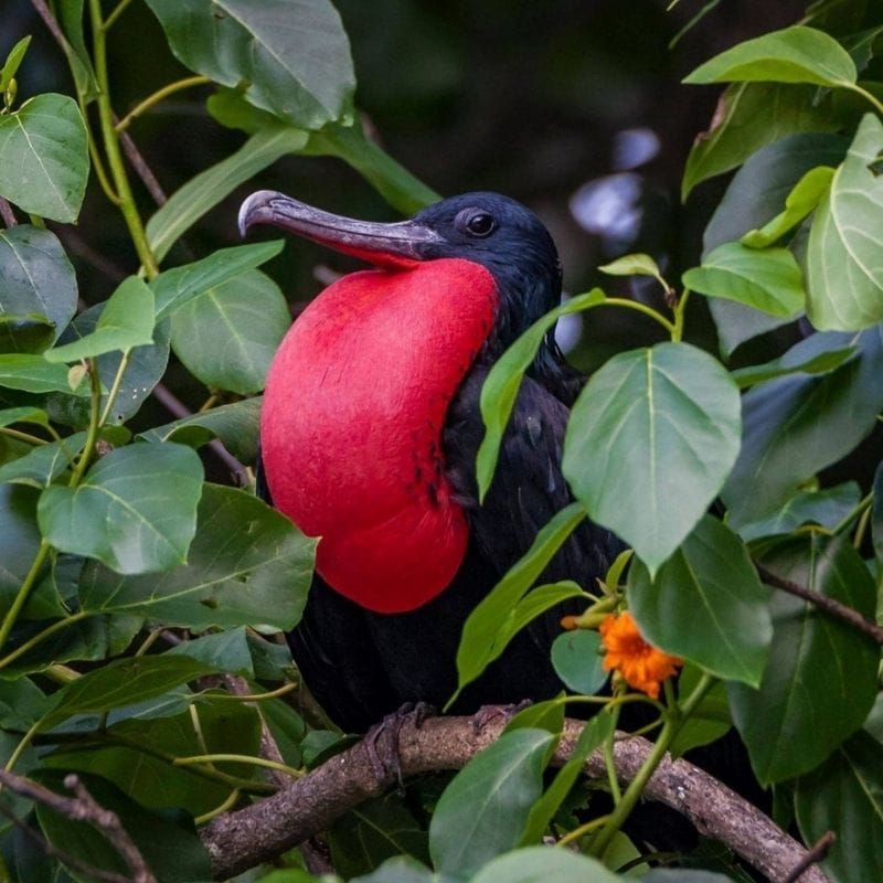 Frigate Birds, the Dam & Lily Beach