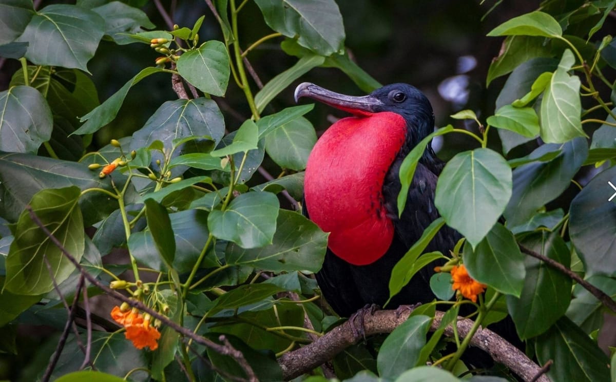 Christmas & Cocos Islands - Nature & Wildlife Journey