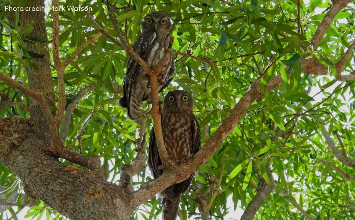 Two Barking owls in a tree