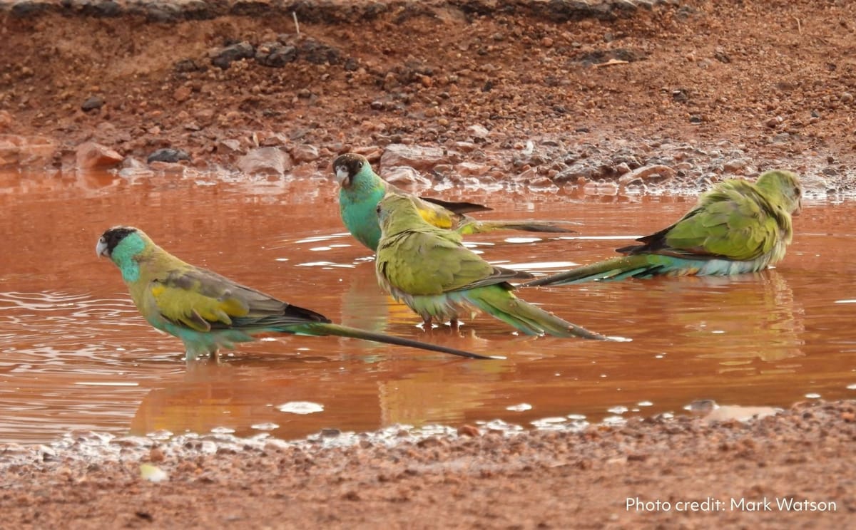 Hooded Parrots (males and females) by Mark Watson