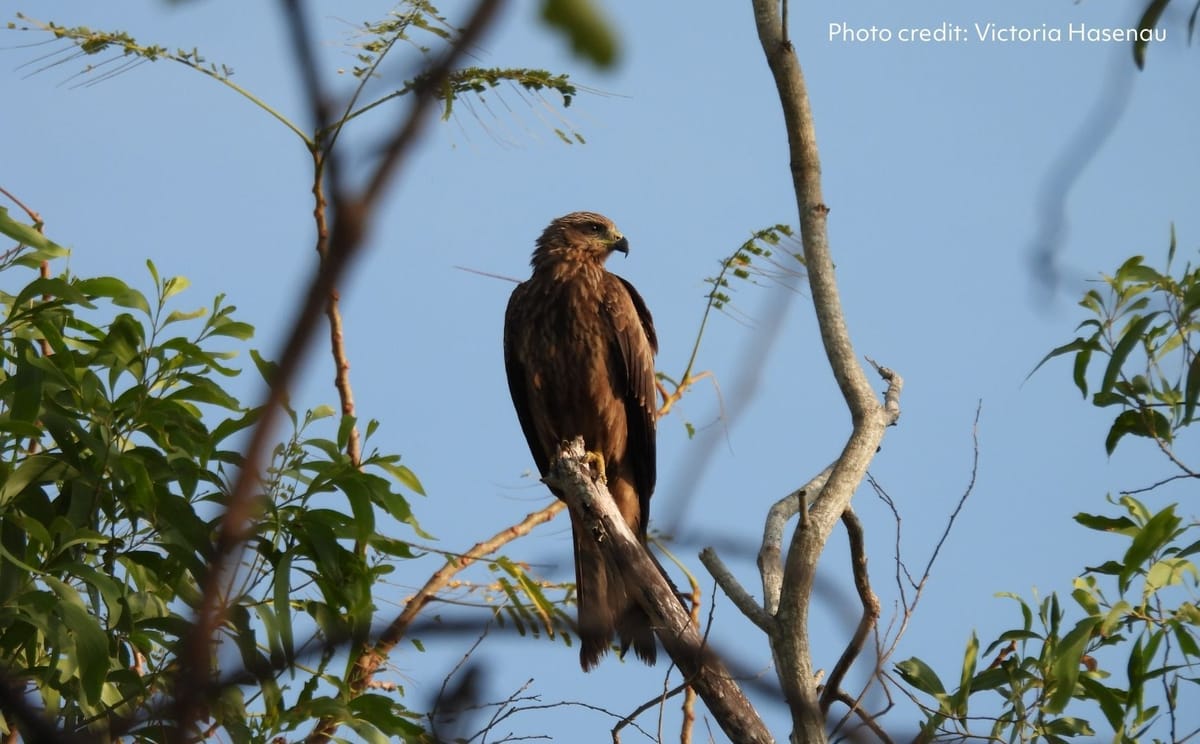 Black Kite at Mangrove Boardwalk (East Point) by Victoria Hasenau