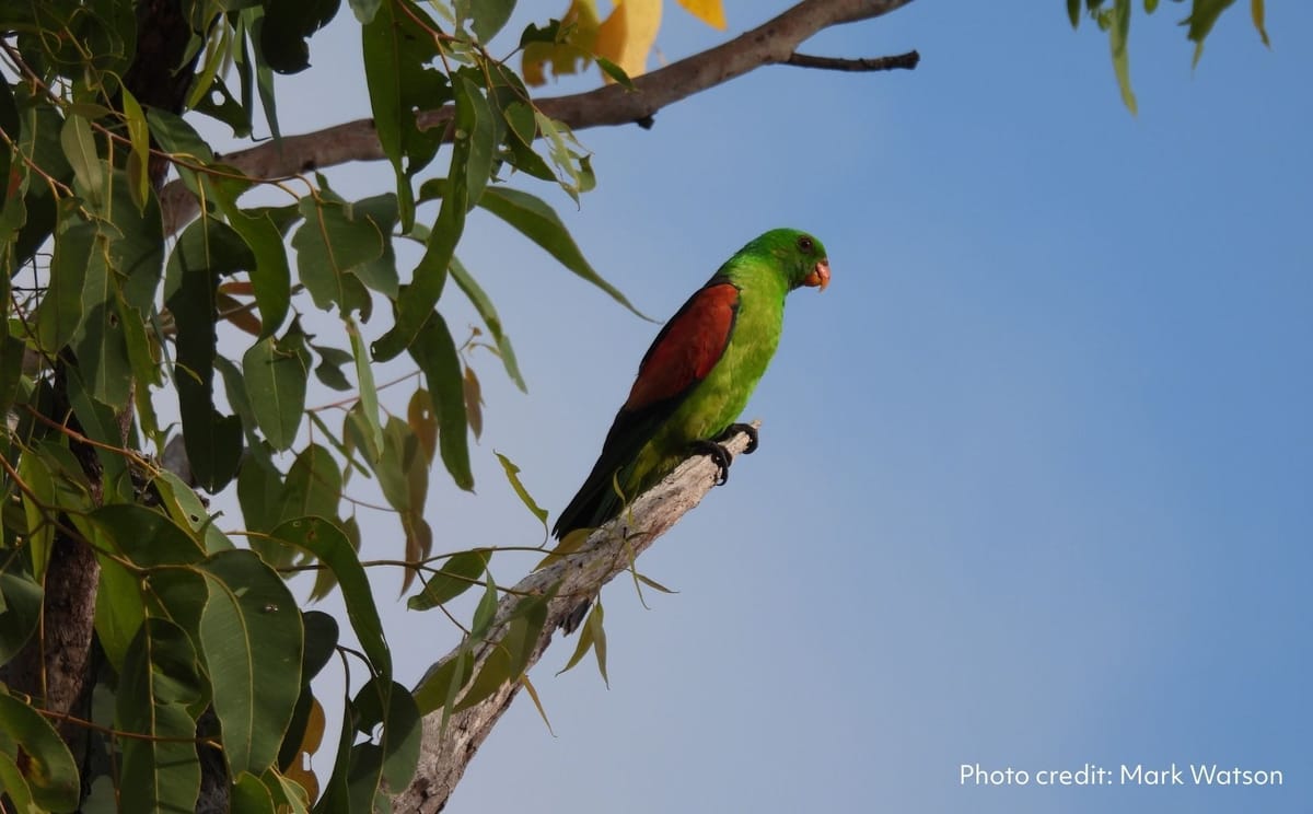 Red-winged parrot perched on branch