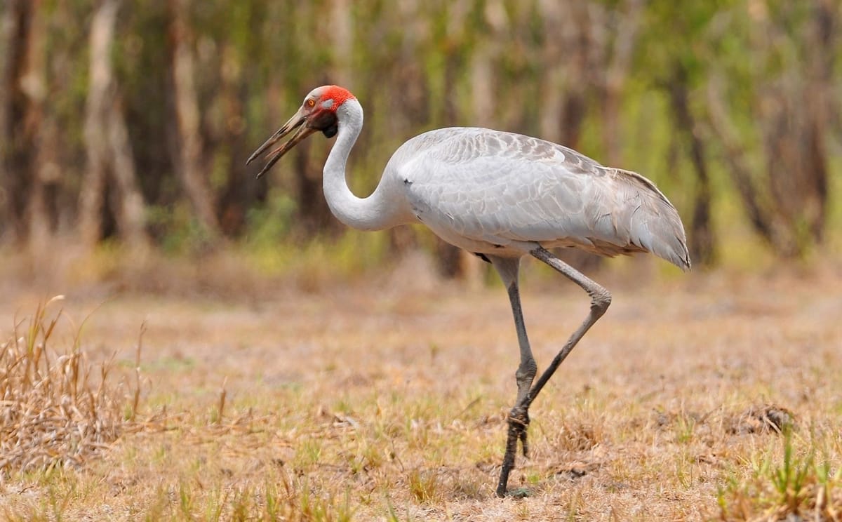 Combine your tour - Birdwatching in Kakadu & Litchfield National Parks