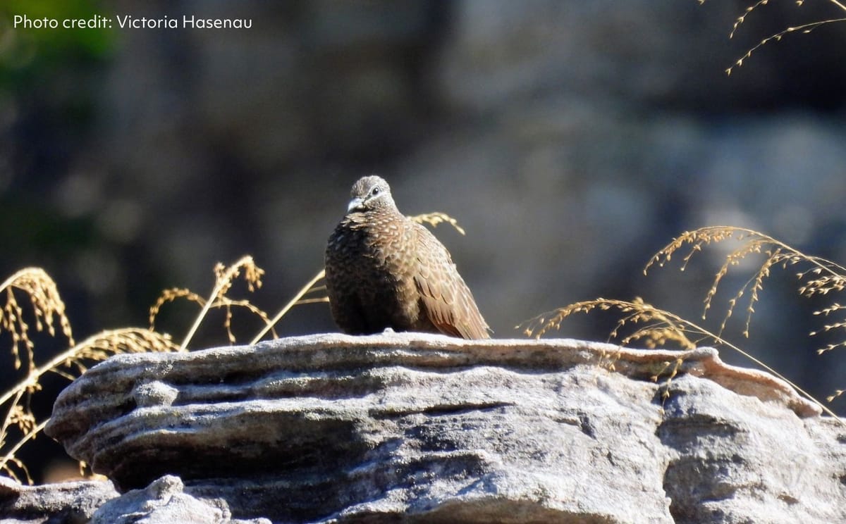 Chestnut-quilled Rock-pigeon Bardedjilidji walk by Victoria Hasenau