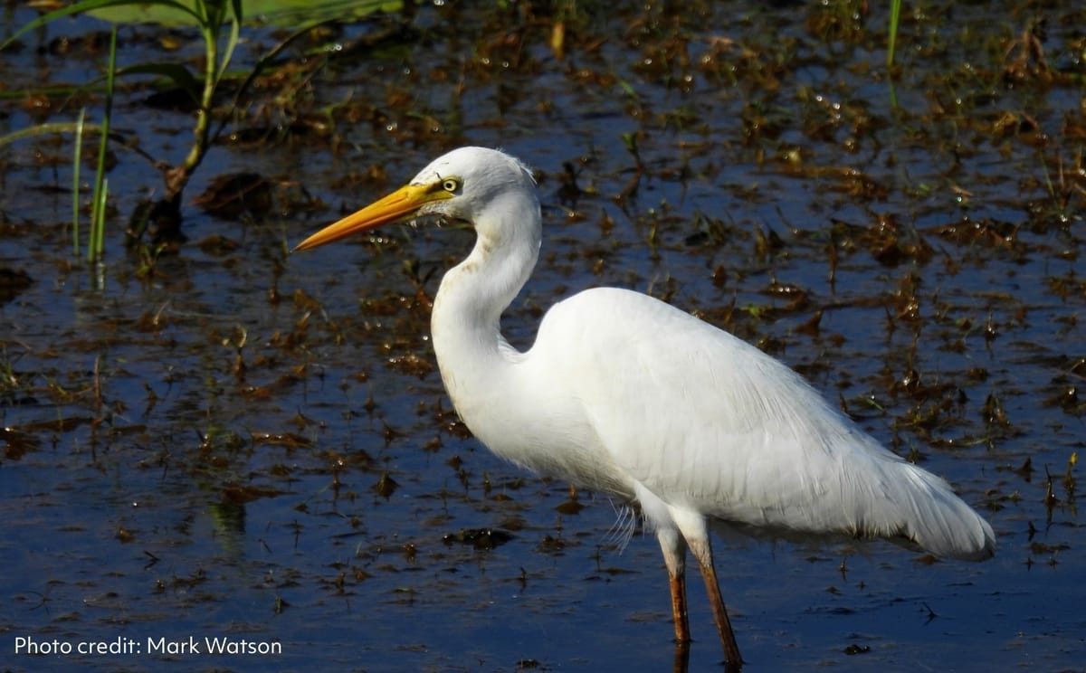 Intermediate Egret