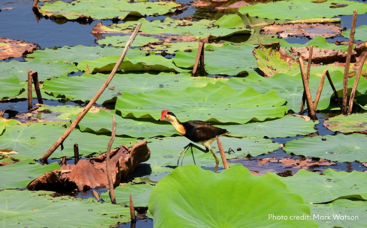 Comb-crested Jacana by Mark Watson