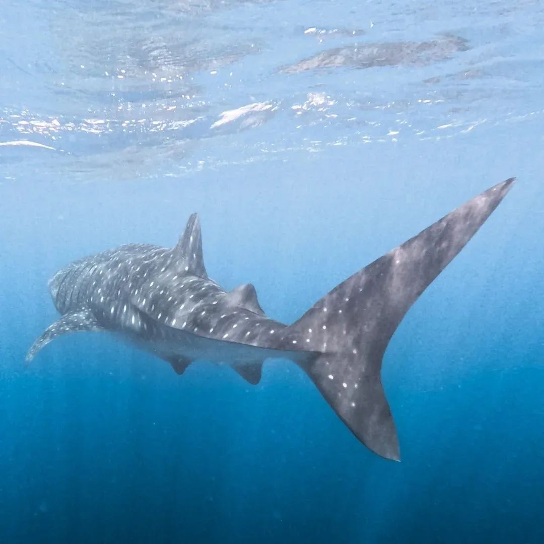 Whale Shark Encounter (Swim or Watch)