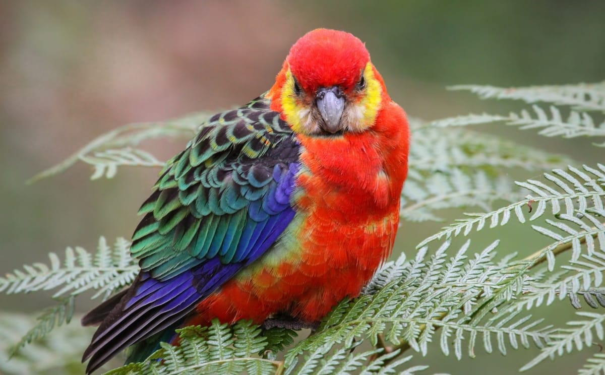 Endemic Birds of Southwest Western Australia