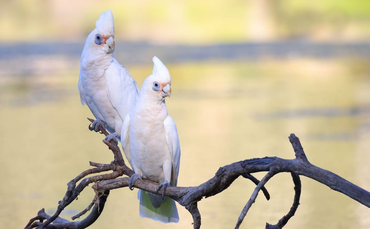 Endemic Birds of Southwest Western Australia