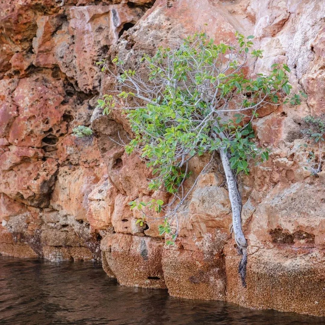 Cape Range National Park (West) & Rock-Wallaby Survey