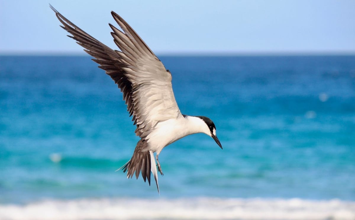 Lord Howe Island Exploration