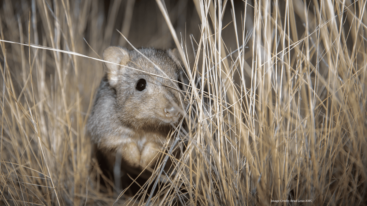 Rewilding Scotia with the Australian Wildlife Conservancy
