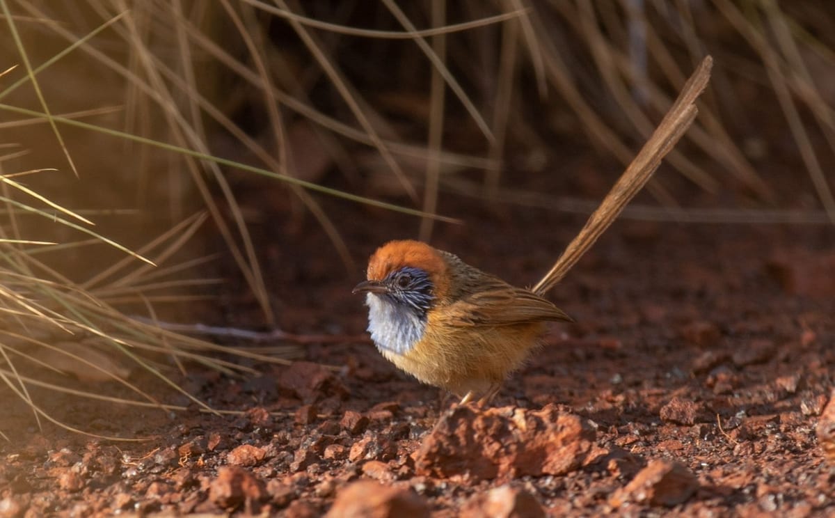 Birds of Channel Country Outback Safari