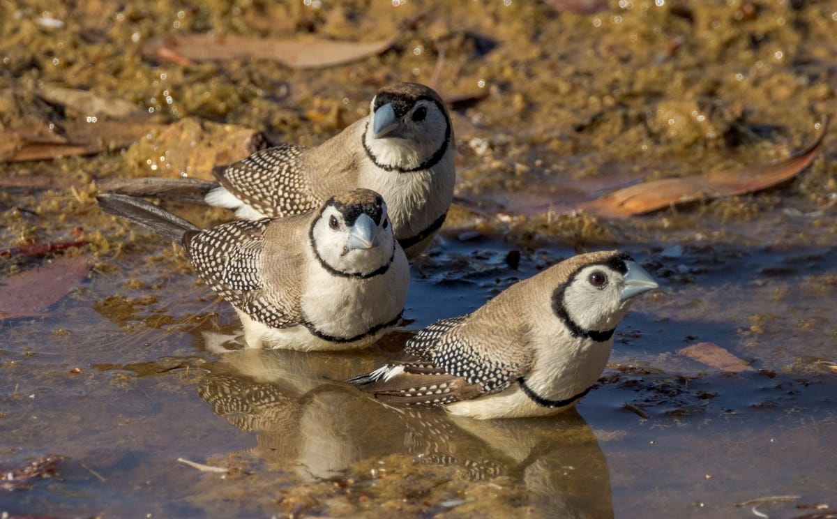 Birds of Channel Country Outback Safari