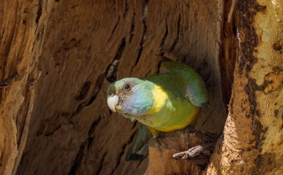 Birds of Channel Country Outback Safari