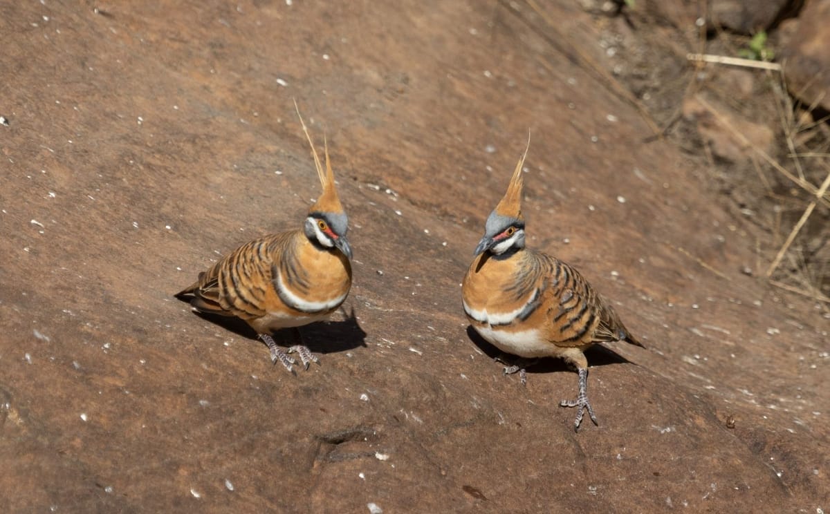Pair of spinifex pigeons on red rock